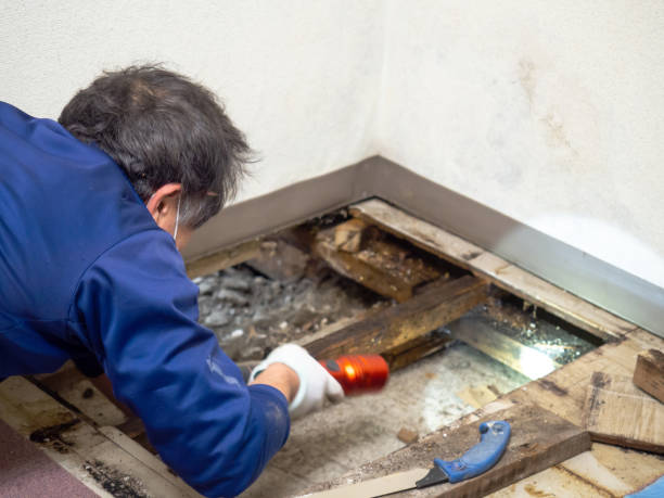 Best Residential Mold Removal  in Comanche, OK
