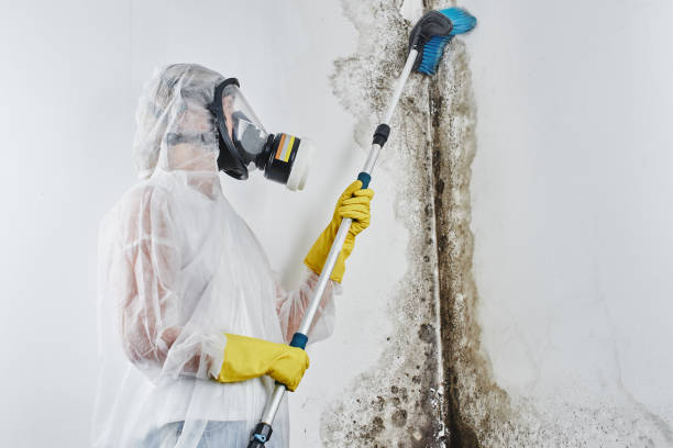 Best Mold Remediation  in Comanche, OK