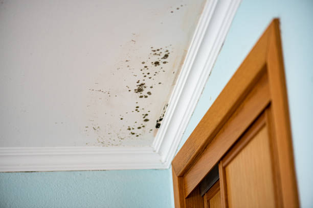Best Local Mold Removal Service  in Comanche, OK