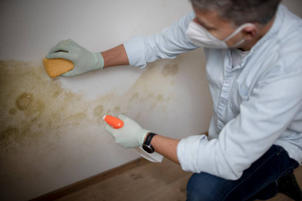 Best Home Mold Removal  in Comanche, OK