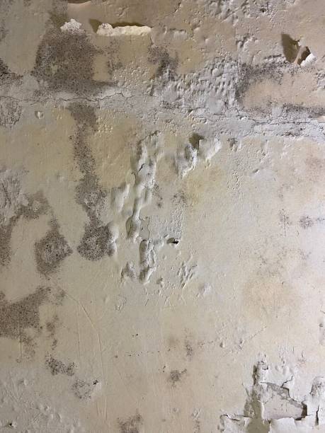 Best Mold Cleaning Services  in Comanche, OK