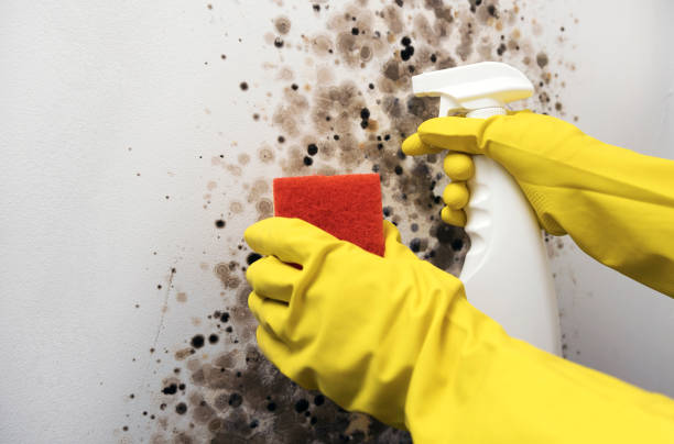 Best Crawl Space Mold Removal  in Comanche, OK