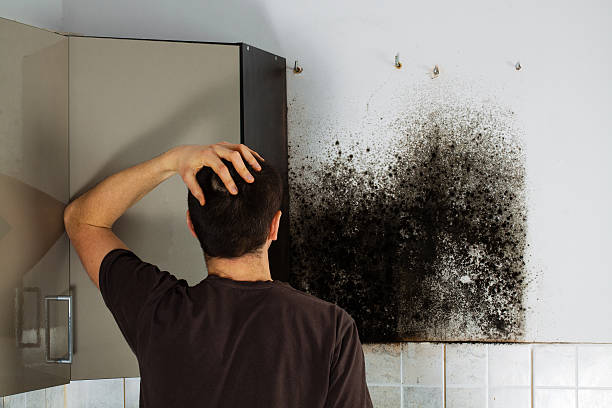 Professional Mold Removal in Comanche, OK
