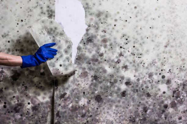 Mold Testing and Removal in Comanche, OK