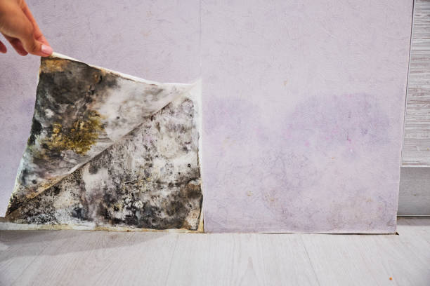 Best Mold Testing and Removal  in Comanche, OK